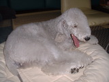 blog
