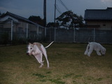 blog