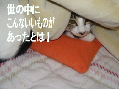 �椿�ݤ��繥��