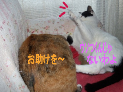 �����Ĥ��󤸤�ʤ���