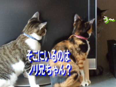 �Υ꤬���ˤʤ�