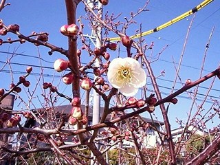 梅の花