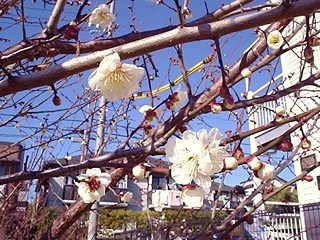 プラムの花
