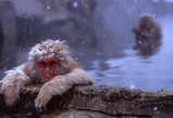 癒しの効果