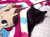 クロ猫・風邪にて療養中