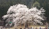淡墨桜1