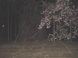 神代桜1