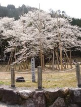 淡墨桜2