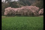 chasakura