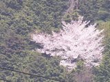 山桜36倍