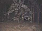 神代桜2