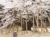 淡墨桜4
