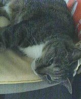 neko1