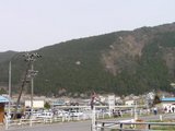 山桜1