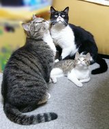 3neko