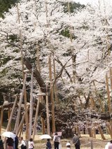 淡墨桜3