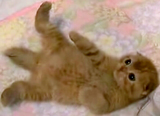 ���路�ͤ����ɻ桡���������ࡡ�����ƥ��å���ե������