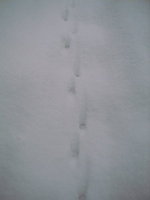 020203trace