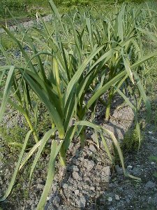 060612garlic