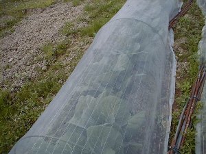 060612cabbage