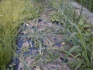 060612onion