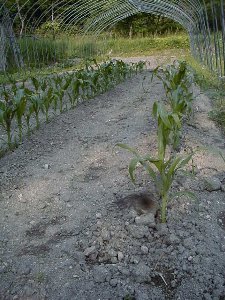 060612corn