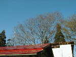 011125fuyunoki