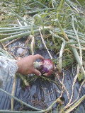 040621onion