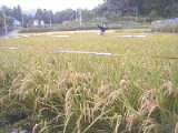 020909kaan