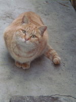 020210yellowcat