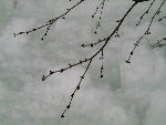 020113tubomi