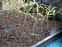 060420tomato2