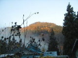 021125kouyou