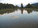 040524taue