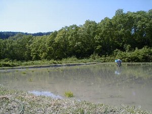taue