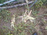 040726corn