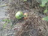 040726tomato