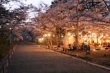 夜桜