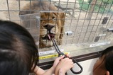群馬サファリパーク ライオンえさ
