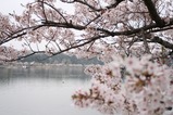 せんばこ桜