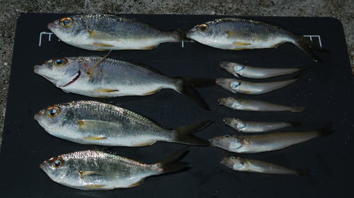 本日の釣果!