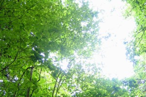 eha300から600への画像 eha300から600への画像