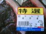 荒川下流にイルカ?迷いこむ 目撃者多数