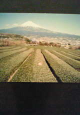 ≪緑の葉≫さんからの富士山の写真