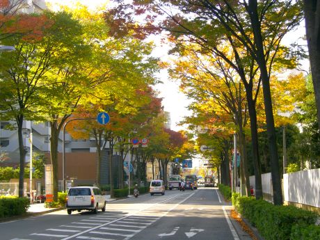 紅葉 小杉 南部沿線道路