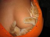 �ͥ������