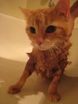 Nina gets a flea bath