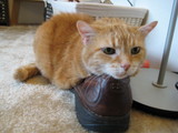 Ninas favorite shoe