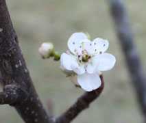 梨も季節外れの開花