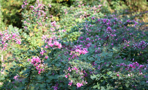 10月末に撮った萩の花